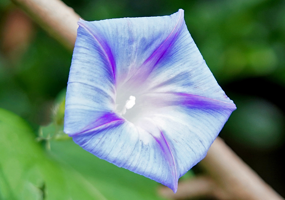 Blue Ipomoea purpurea flower with white stamen and throat