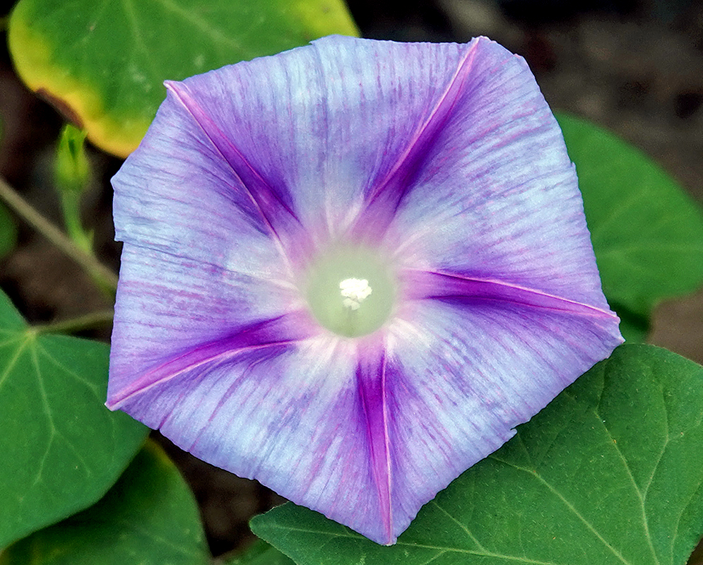 Blue Ipomoea purpurea flower with white stamen