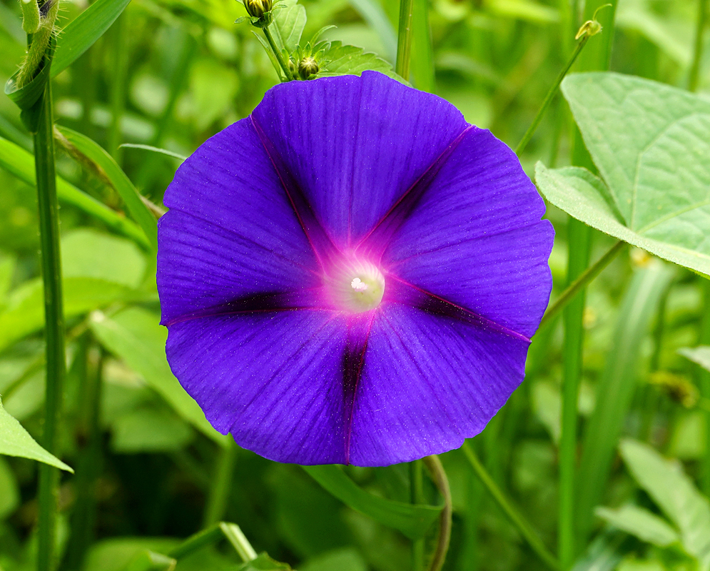 Purple Ipomoea purpurea flower with pink center