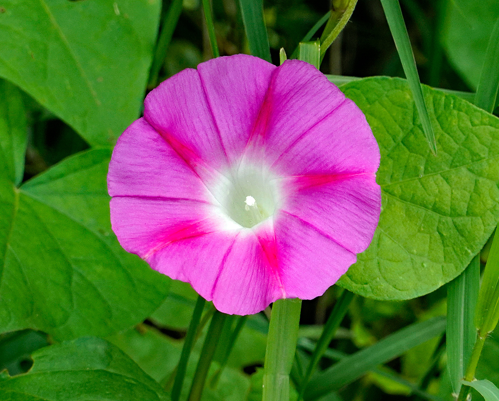 Hot pink Ipomoea purpurea flower with a white and yellow throat in sunlight