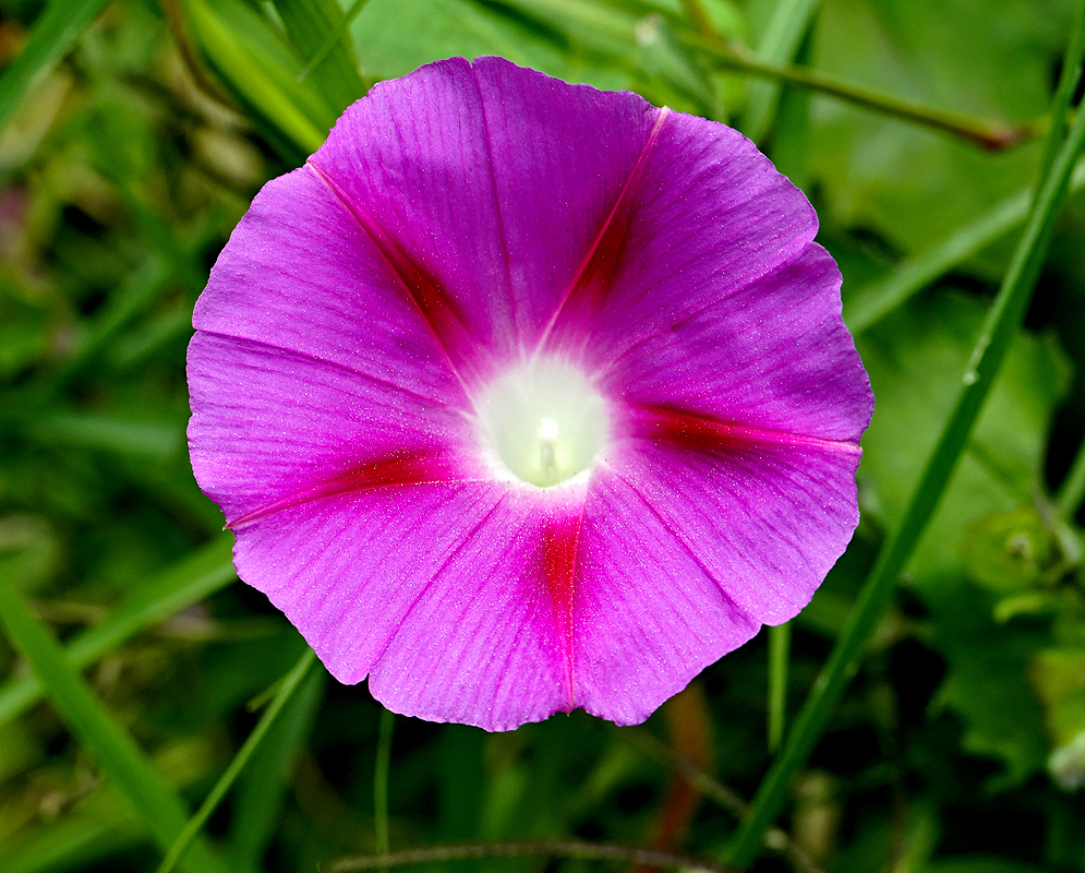 Hot pink Ipomoea purpurea flower with a white throat and white stamens