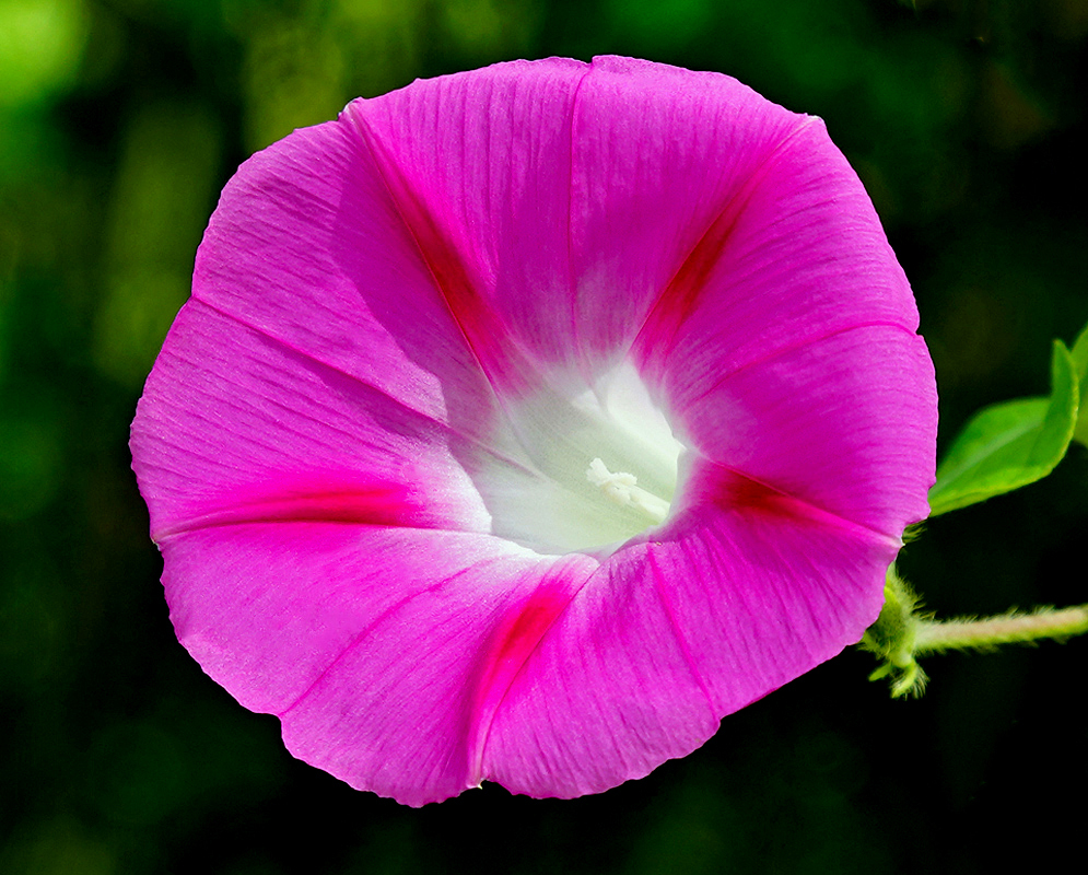 Pink Ipomoea purpurea flower with a white throat and stamen in sunlight
