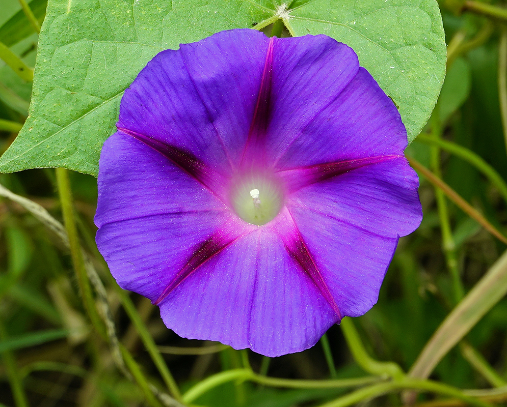 Purple and pink Ipomoea purpurea flower