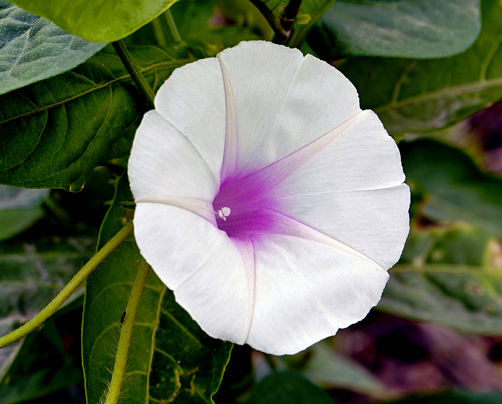 Purple Ipomoea purpurea flower with a pink center