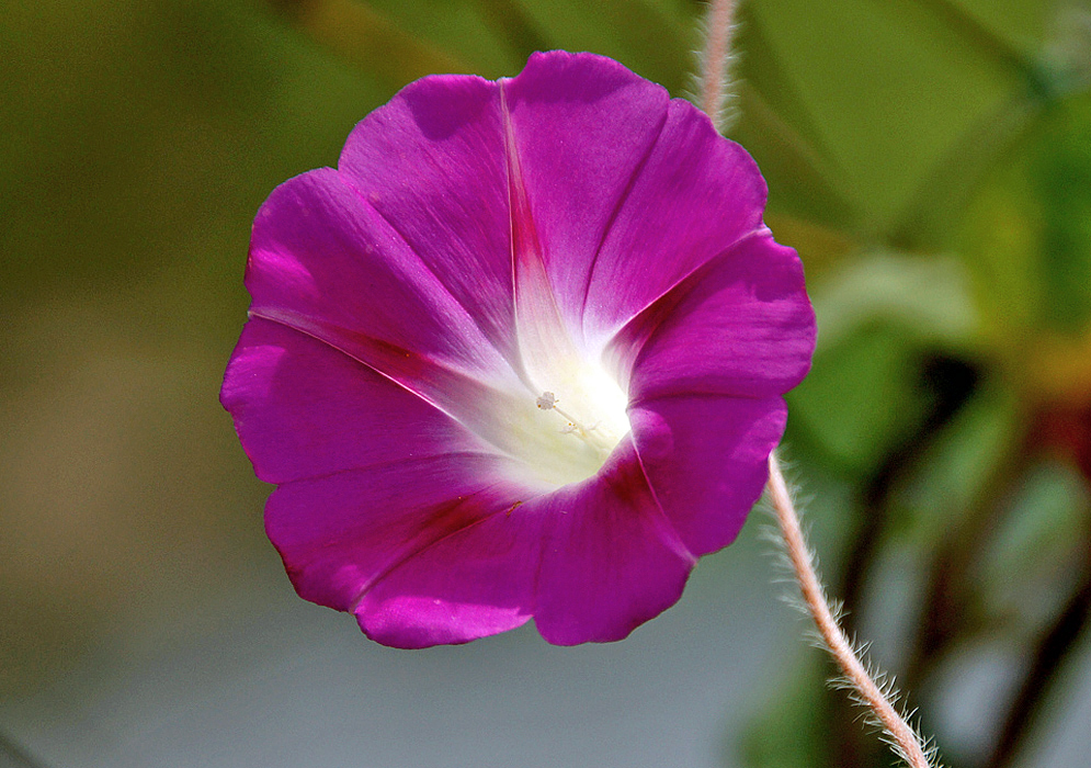 Hot pink Ipomoea purpurea flower with red marking with a white throat and stamen