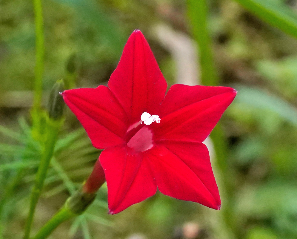 Close-up of a vivid red Ipomoea quamoclit flower with five pointed petals and white stamens, standing out against a blurred green background