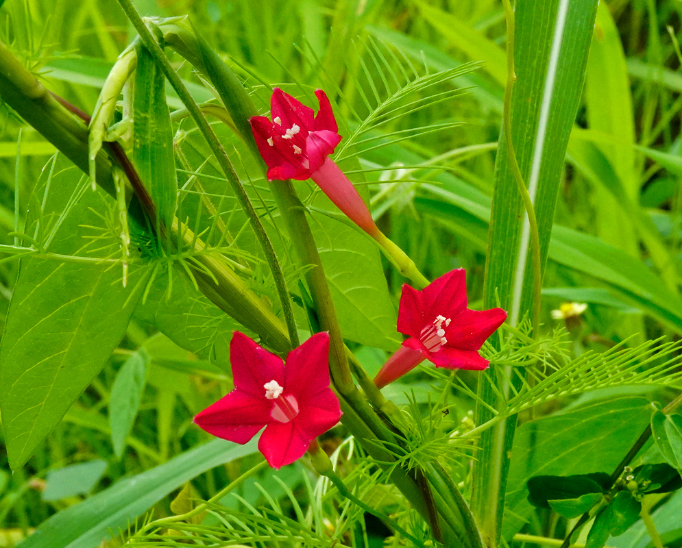 A group of three red Ipomoea quamoclit flowers blooming among fine, threadlike foliage and twining green vines in a lush natural setting