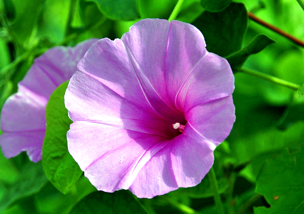 A purplish-pink Ipomoea rubens flower in dabbled sunlight