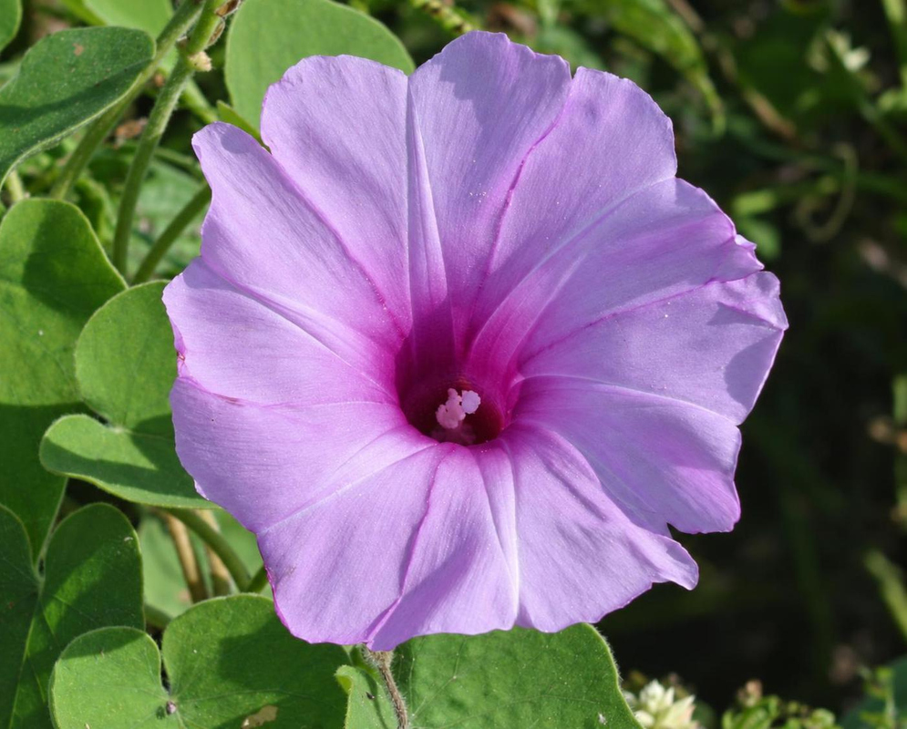 Ipomoea tiliacea has a broad pale lavender funnel-shaped flower with a dark purple throat and darker radiating veins