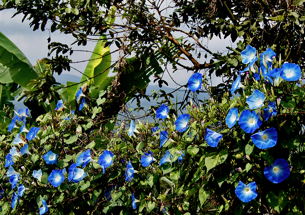 Ipomoea tricolor vine with blue flower and white tubes and center