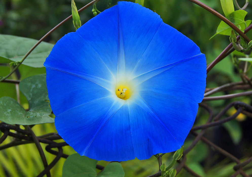 Azure, funnel-shaped Ipomoea tricolor flower with a white center and yellow throat