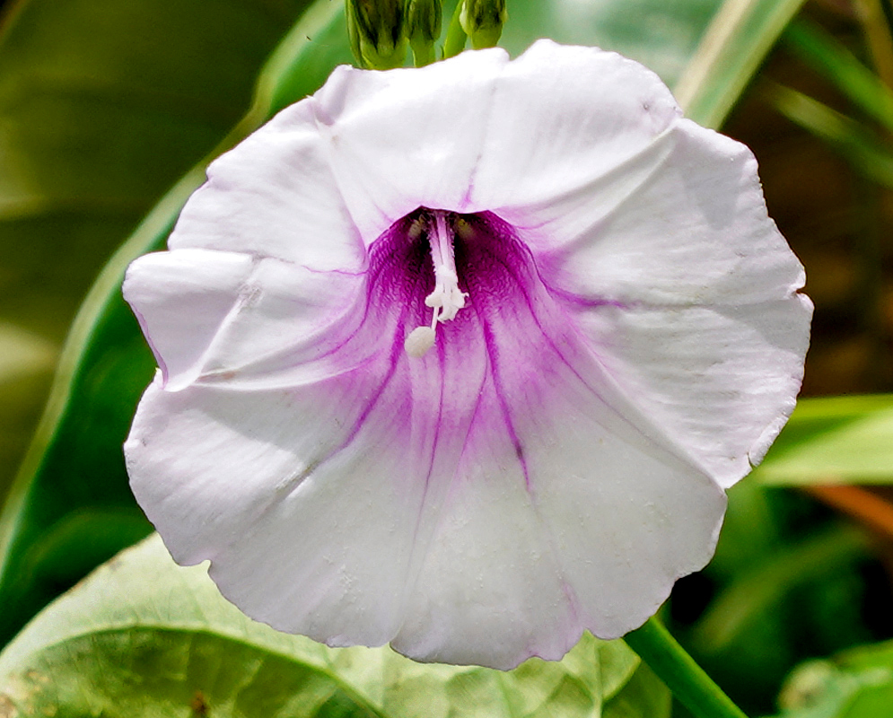 White Ipomoea trifida flower with a purple throat and white anthers