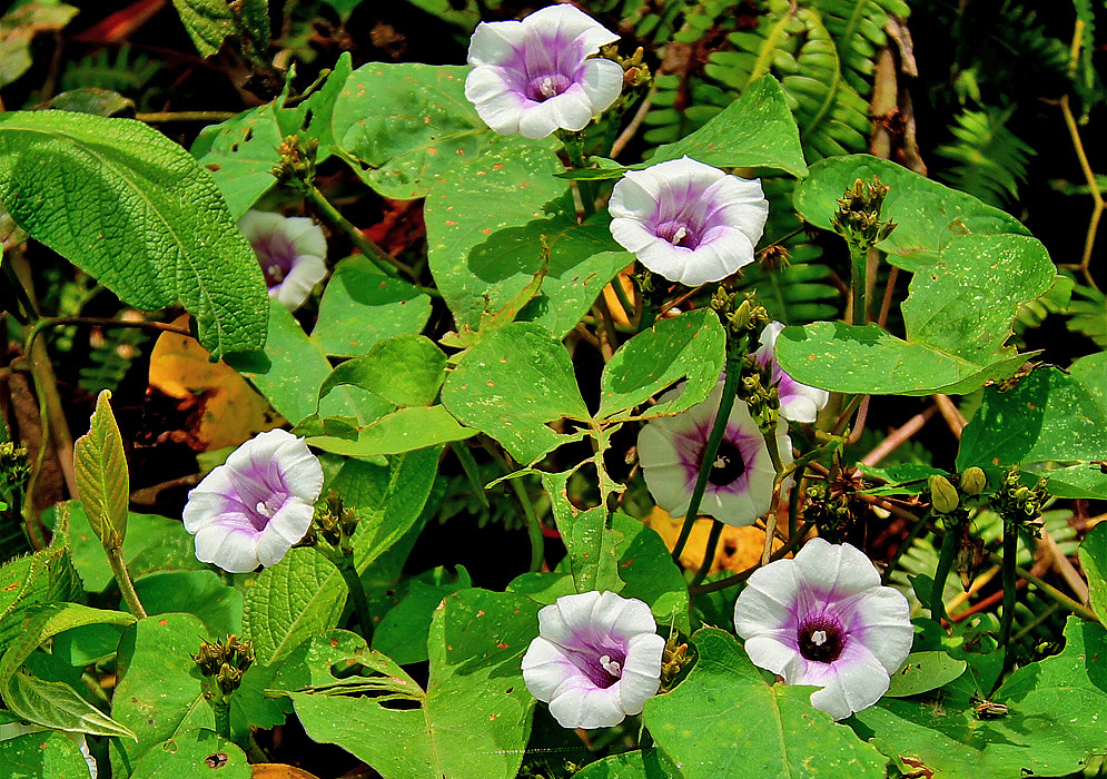 White Ipomoea trifida flowers with purple centers and dark purple throat with white stamens in sunlight