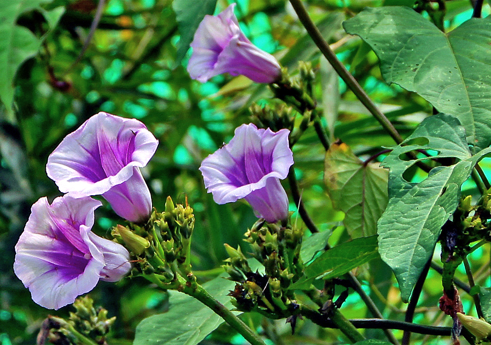 Three purple-violet Ipomoea trifida flowers