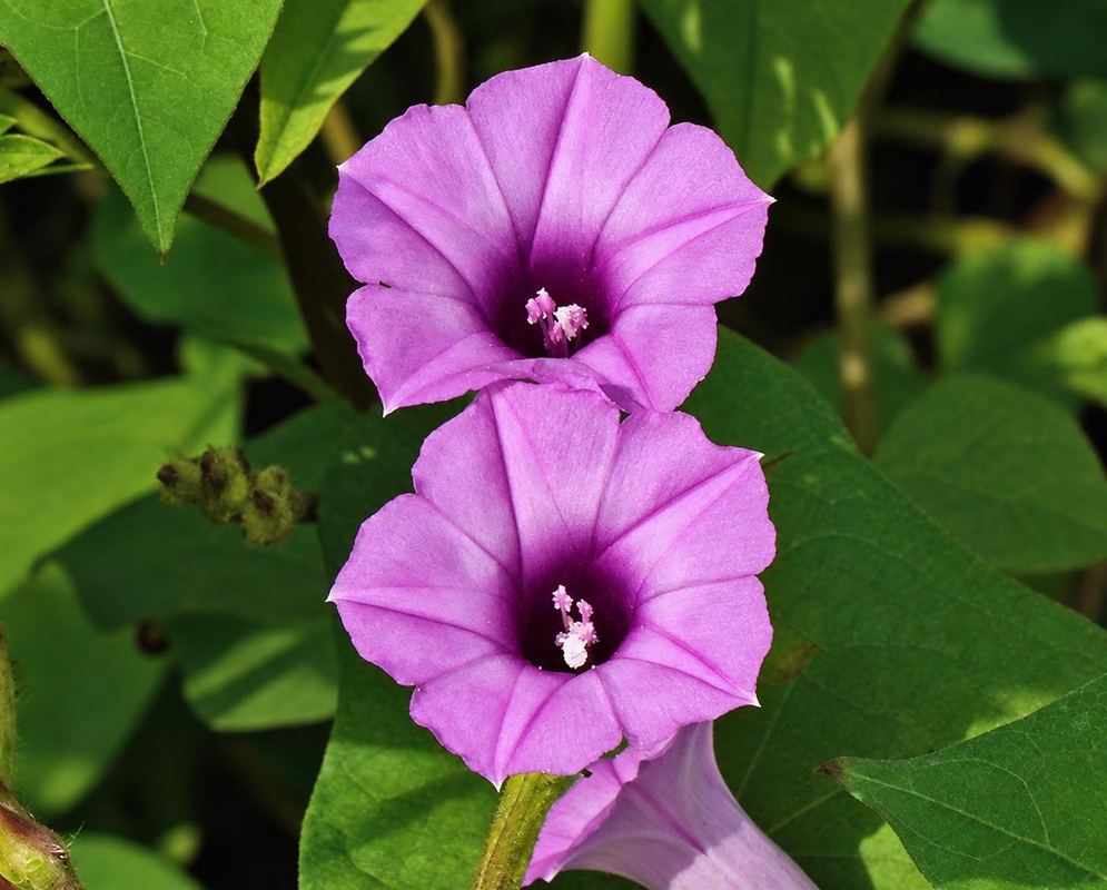 Ipomoea triloba has two small pink funnel-shaped flowers with deep purple centers beside heart-shaped green leaves