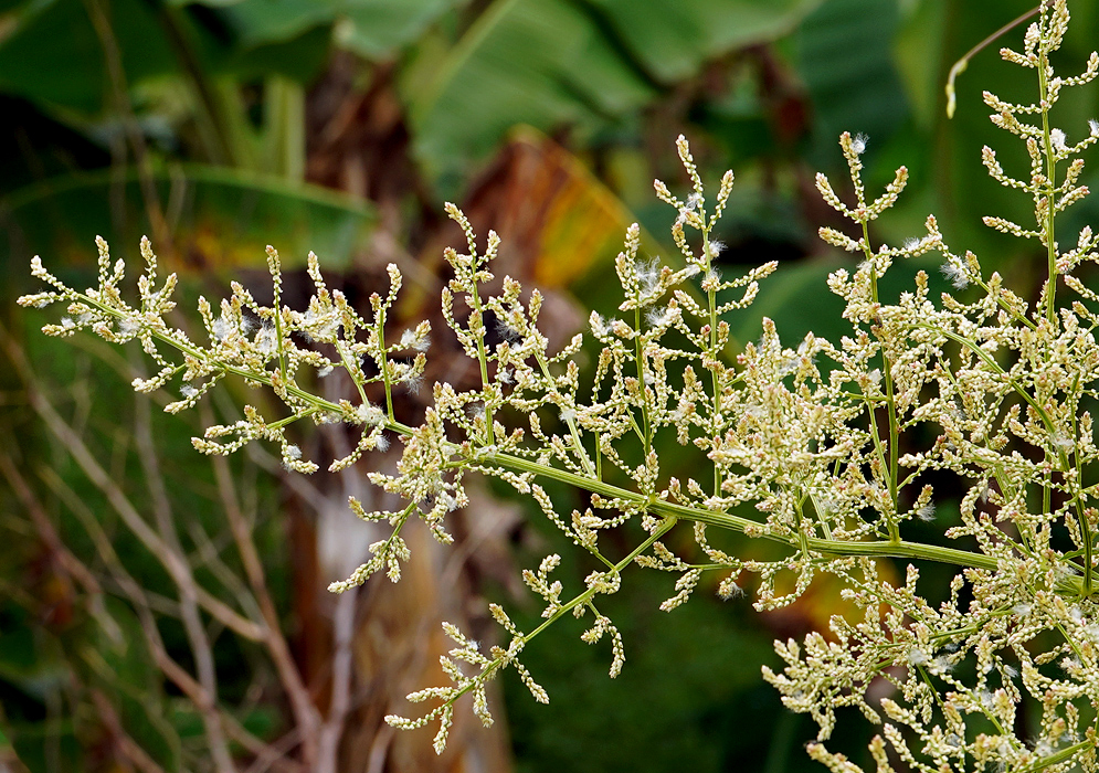  Iresine diffusa airy inflorescence displaying a profusion of tiny, clustered flowers spread out along multiple delicate stems resembleing a feathery plume andcloud-like arrangement of the flowering branches