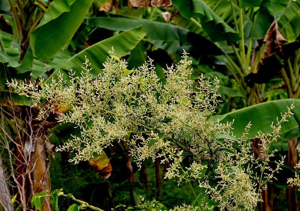 Inflorescence of Iresine diffusa, with clusters of small flowers arranged along a branched stalk The tiny flowers are densely packed, giving the plant a feathery, airy appearance, with each small flower seemingly covered in minute, pale-colored petals or bracts. The multiple branches extending from the central stem, creating an open and lacy pattern. 