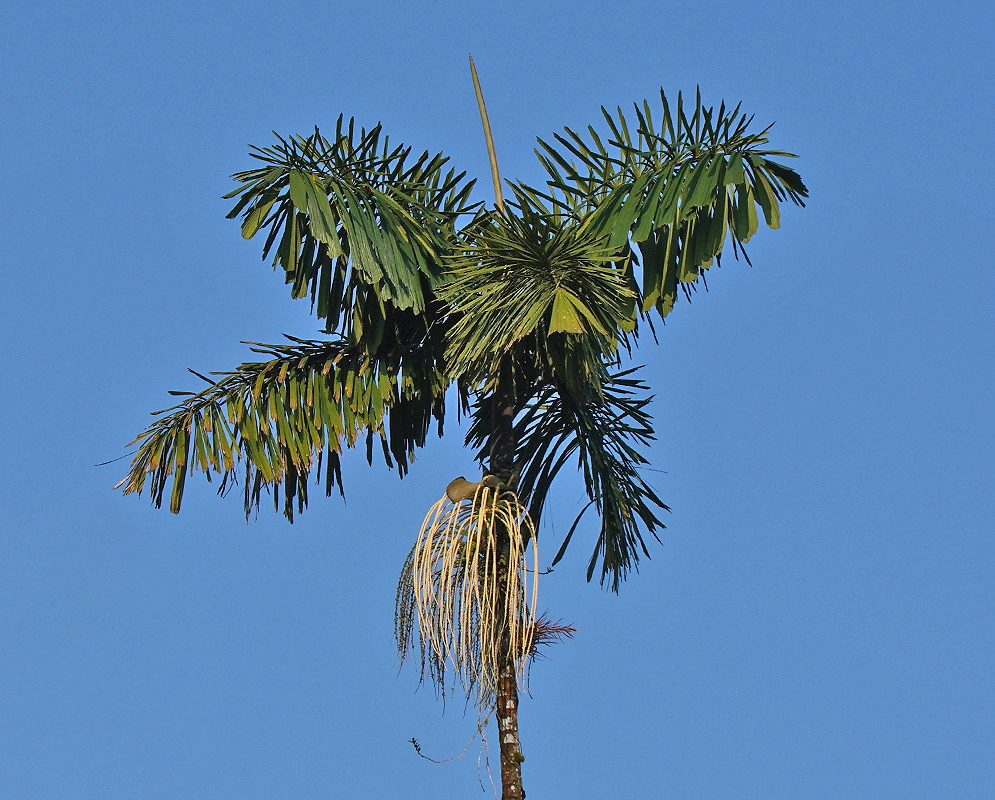 Iriartea deltoidea has a tall slender trunk topped by a spreading crown of divided green fronds against a blue sky