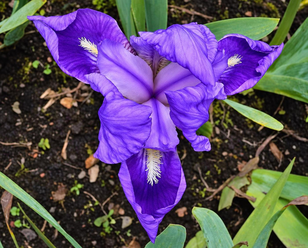 Iris aphylla has violet upright petals and spreading falls with pale beards and dark veins above green leaves