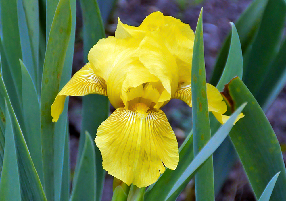 Yellow Iris × hybrida flower with a yellow beards and brown stripes