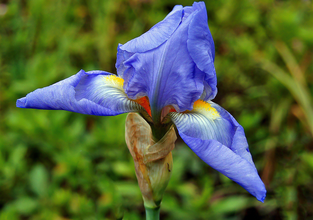 Beautiful blue Iris × hybrida flower with a yellow beards