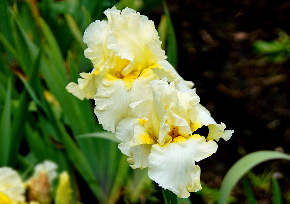 Two Iris × hybrida flowers with yellow and white