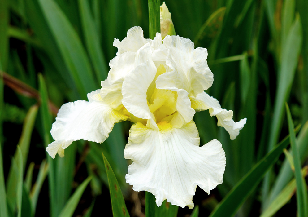 A white Iris × hybrida flower with a yellow center