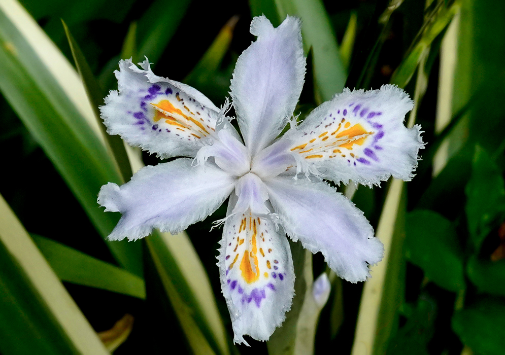 White Iris japonica flower with purple and yellow markings