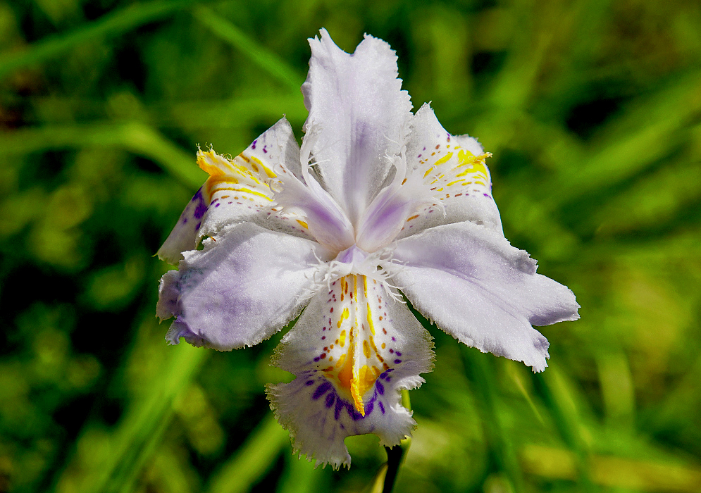 A white with traces of violet Iris japonica flower with yellow and purple markings in sunlight