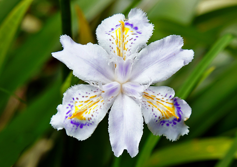 A white with traces of violet Iris japonica flower with yellow and purple markings in sunlight