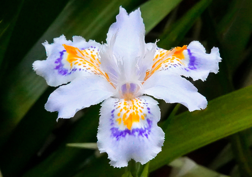 White Iris japonica flower with blue and yellow markings