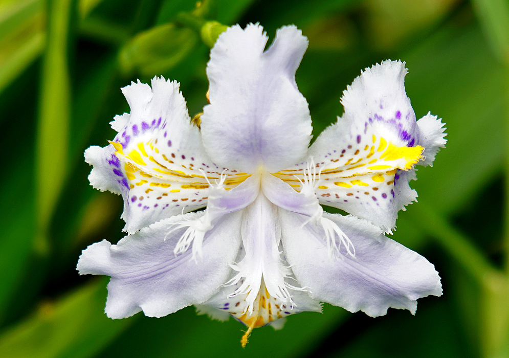 A white with yellow and purple Iris japonica flower in sunlight