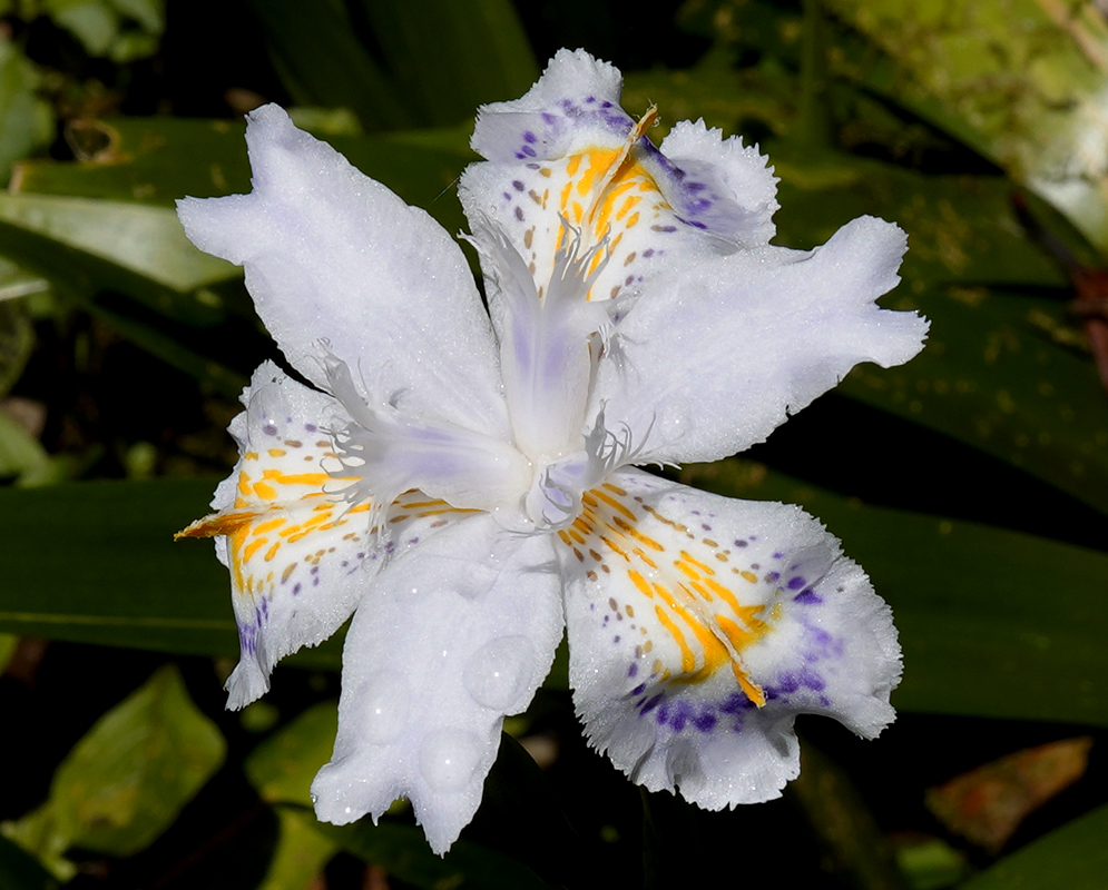 White Iris japonica flower with purple and yellow markings