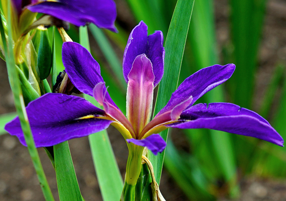 A dark purple-blue Iris tectorum flower with yellow and pink-purple smaller inner petals