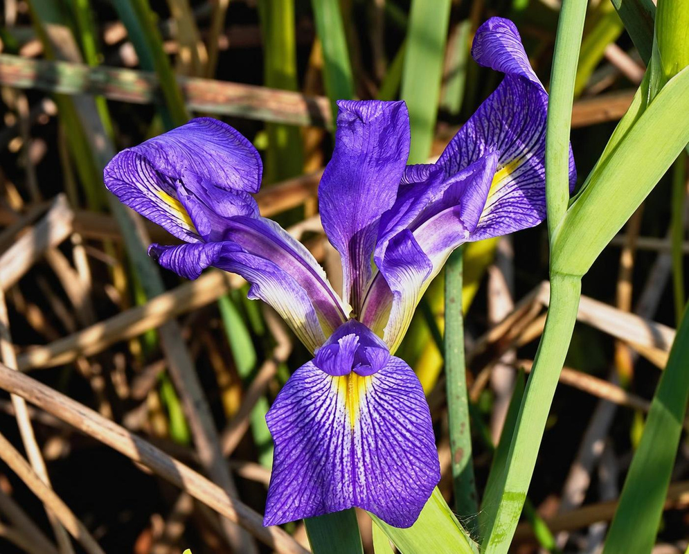 Iris versicolor has purple flowers with upright standards and broad veined falls marked white and yellow among narrow green leaves