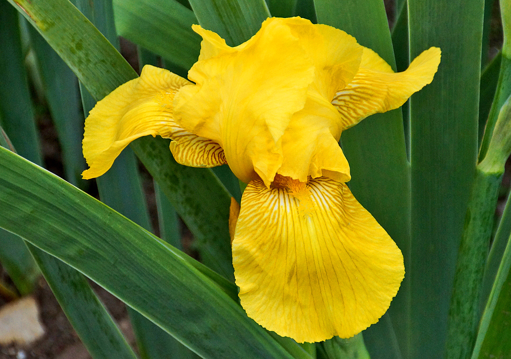 Yellow Iris × hybrida flower with a yellow beards and brown stripes
