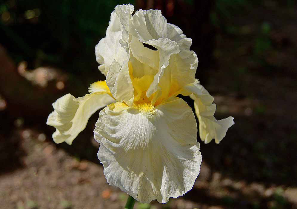 Beautiful white Iris × hybrida flower with a yellow center and beards in sunlight