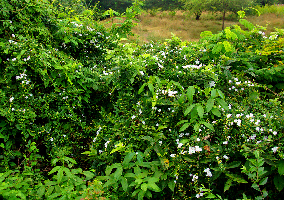 White blooming Iseia luxurians vine growing on top of vegetation 