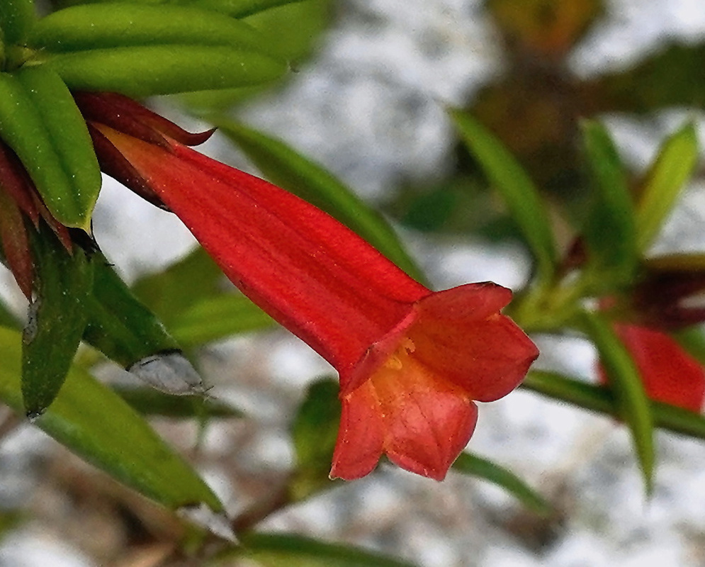 Isidorea pungens has a long red tubular flower with a flared lobed mouth beside narrow glossy green leaves