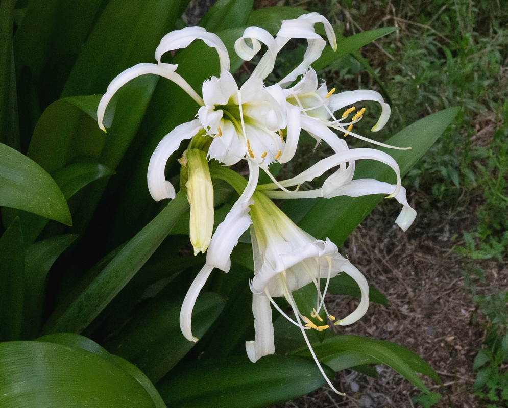 Ismene narcissiflora cluster with white recurving flowers and long projecting stamens