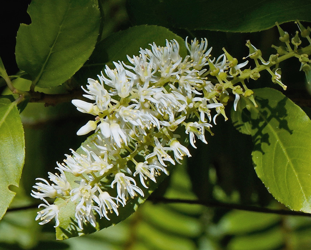 Itea virginica has a drooping narrow raceme of small white flowers with slender projecting stamens beside green leaves