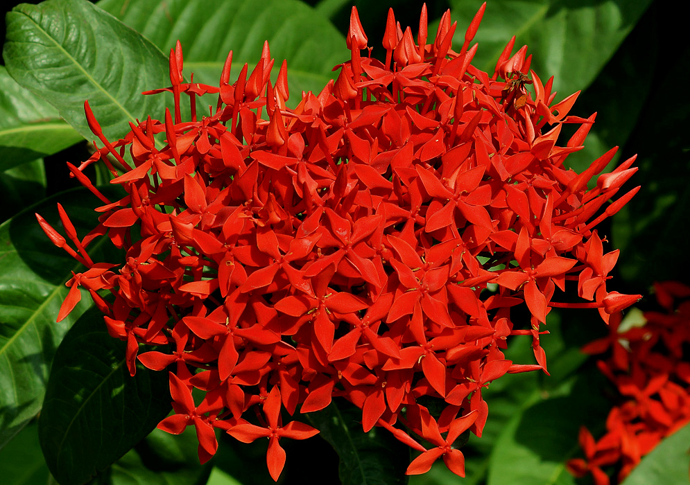 Two clusters of scarlet Ixora casei flowers in sunlight