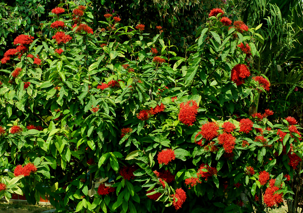 Large Ixora casei shrub with red flowers