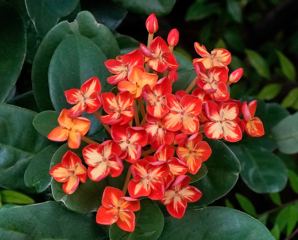 Cluster of vivid orange and yellow bicolor Ixora coccinea flowers with flat, four-lobed petals arranged in a tight dome over glossy dark green leaves