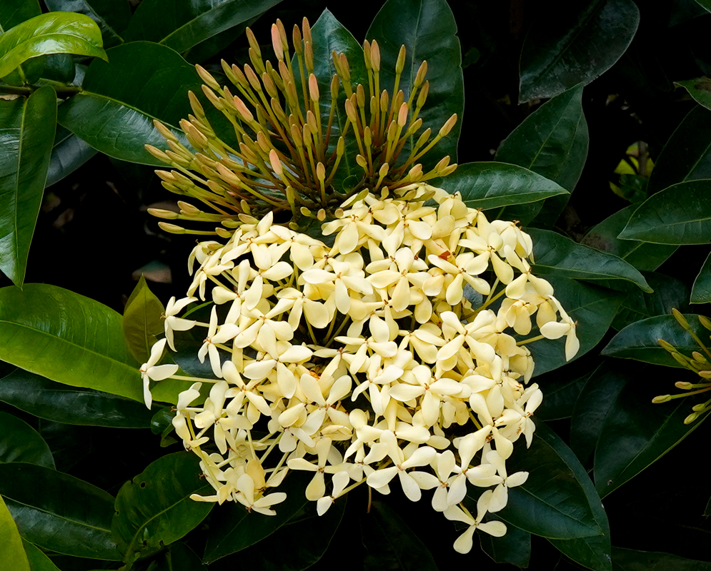 A cluster of cream-color Ixora coccinea flowers