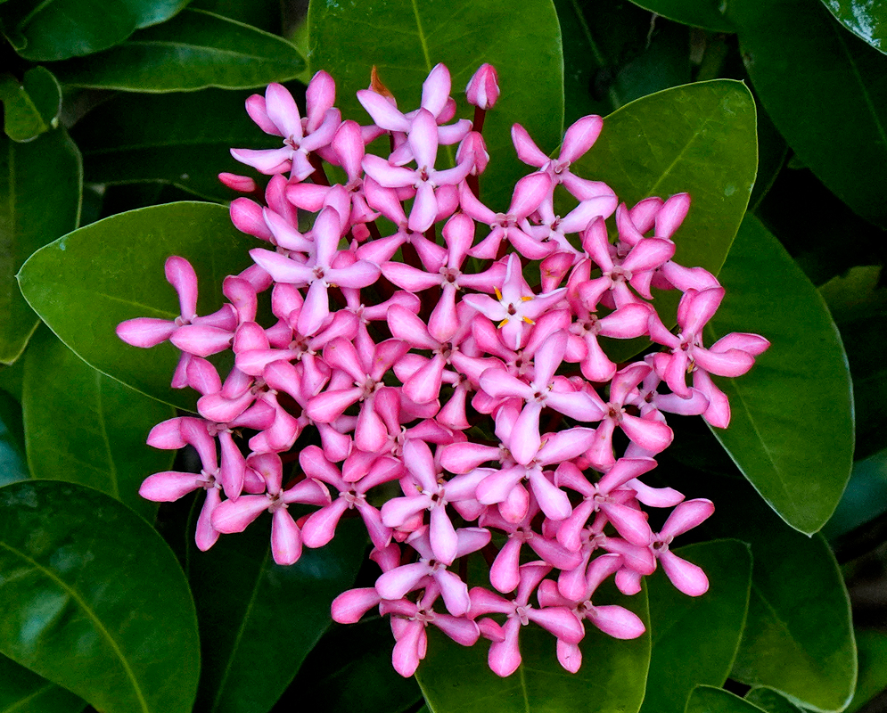 Clusters of red-pink Ixora coccinea flowers