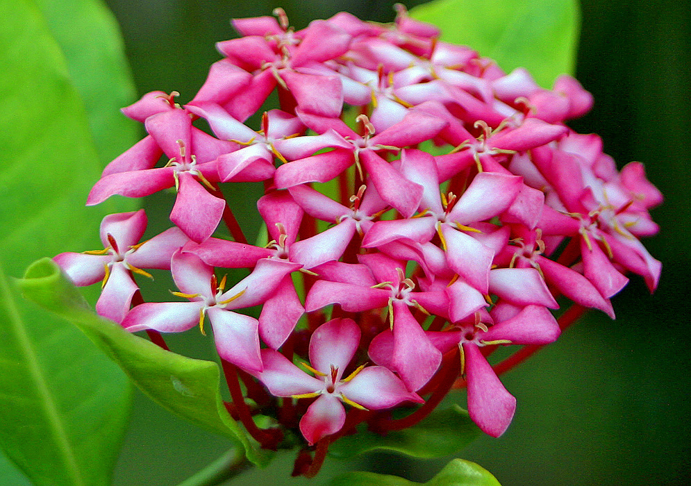 A cluster of pink Ixora coccinea flowers