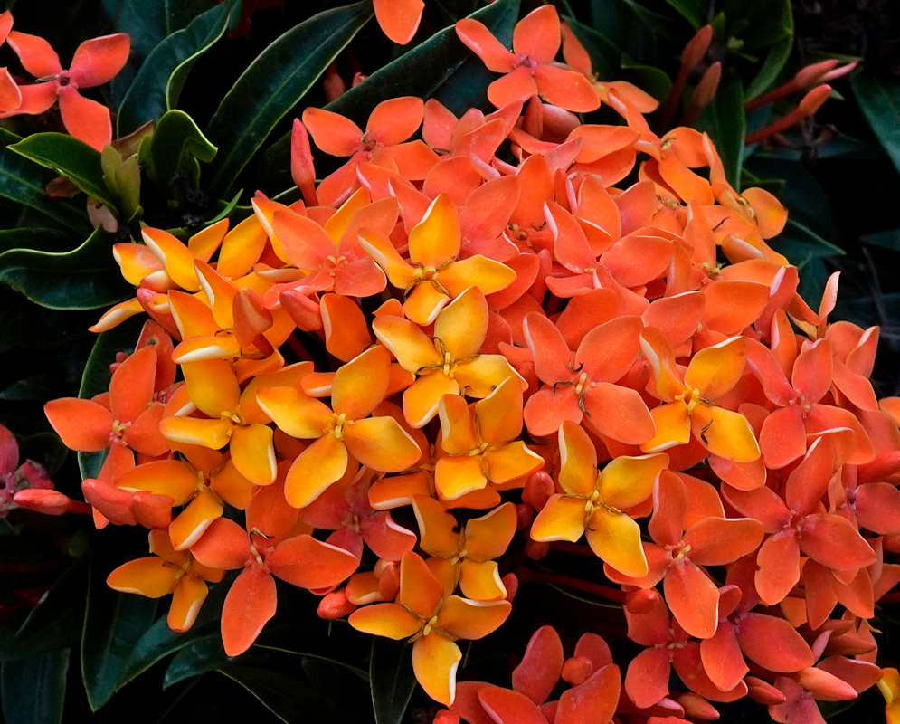 A cluster of light orange Ixora coccinea flowers