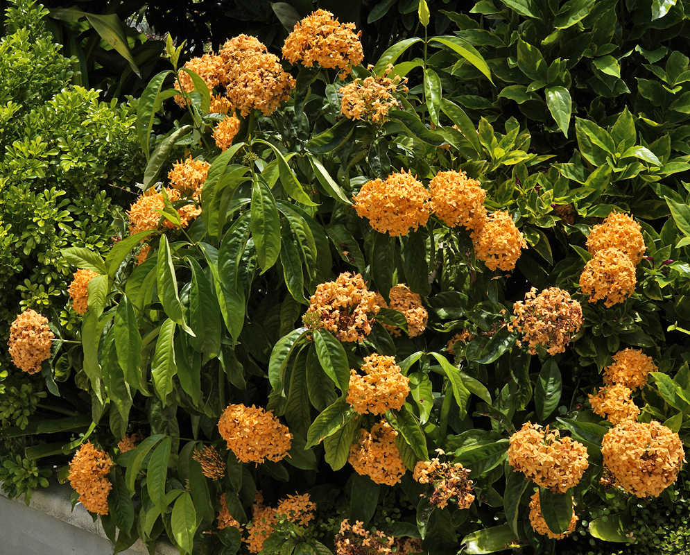 A cluster of scarlet Ixora coccinea flowers