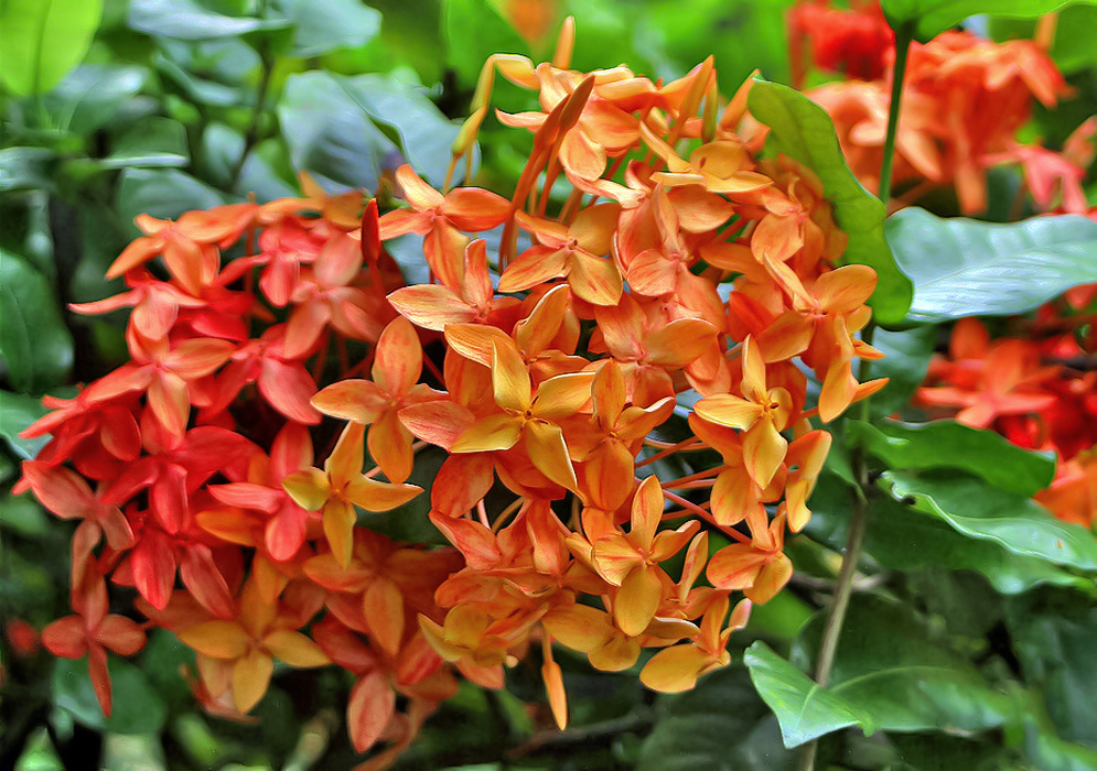 A cluster of orange Ixora coccinea flowers